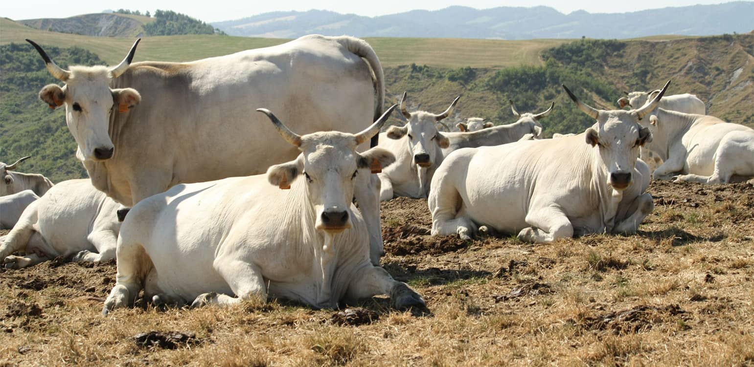 Convegno Bovini da carne. Idee per tornare a vincere. Agriumbria 2025 parte dall'Università