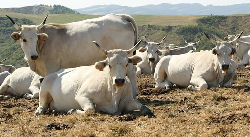 Convegno Bovini da carne. Idee per tornare a vincere. Agriumbria 2025 parte dall'Università